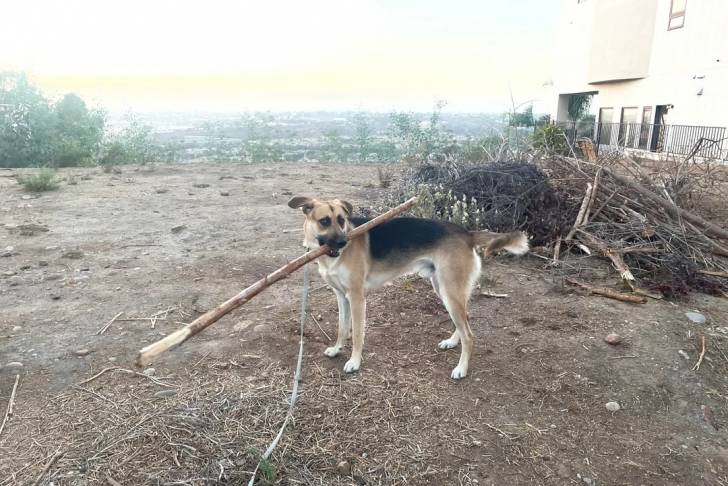 Un Aussiedor sur une surface herbacée et ayant un bâton dans sa gueule 