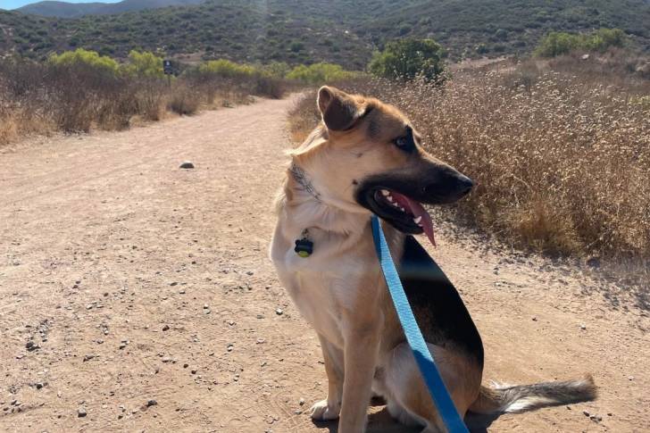 Un Aussiedor portant un collier autour du cou et qui est tenu en laisse
