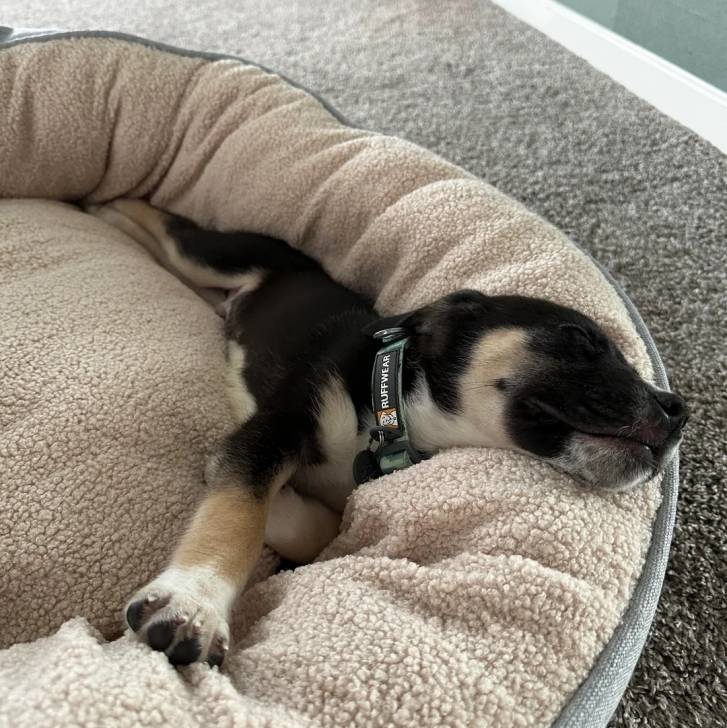 Un chiot Aussiedor allongé dans un panier et portant un colloer autour du cou