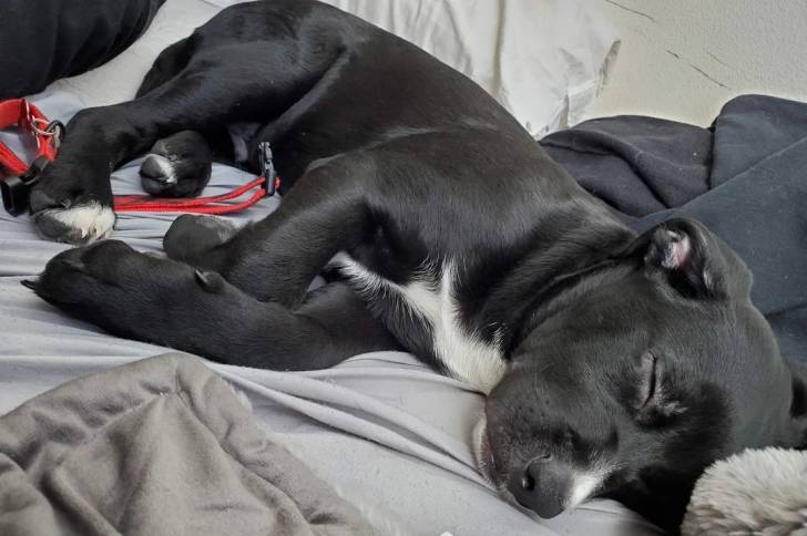 Un Aussiedor allongé et semblant dormir 