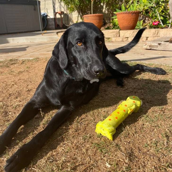Un Aussiedor allongé sur une surface herbacée et portant un collier autour du cou
