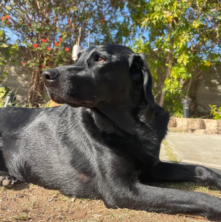 Un Aussiedor allongé sur une surface herbacée et semblant détendu 