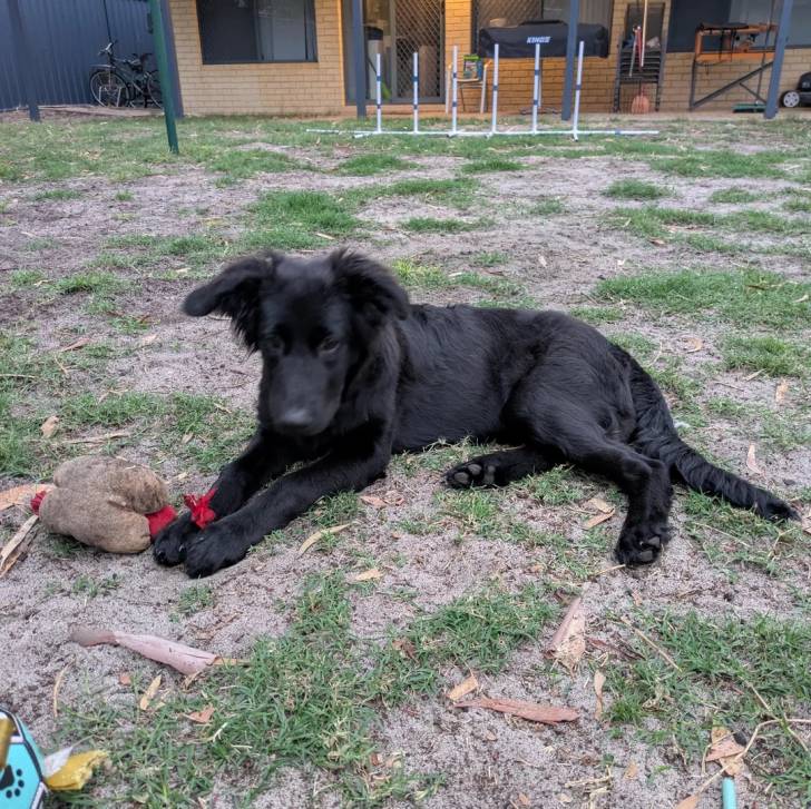 Un Aussiedor allongé sur un terrain herbeux et semblant détendu 