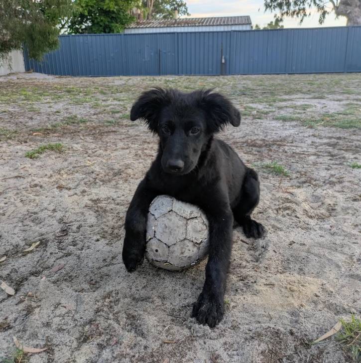 Un Aussiedor sur une surface sableuse et ayant une patte posé sur un ballon 