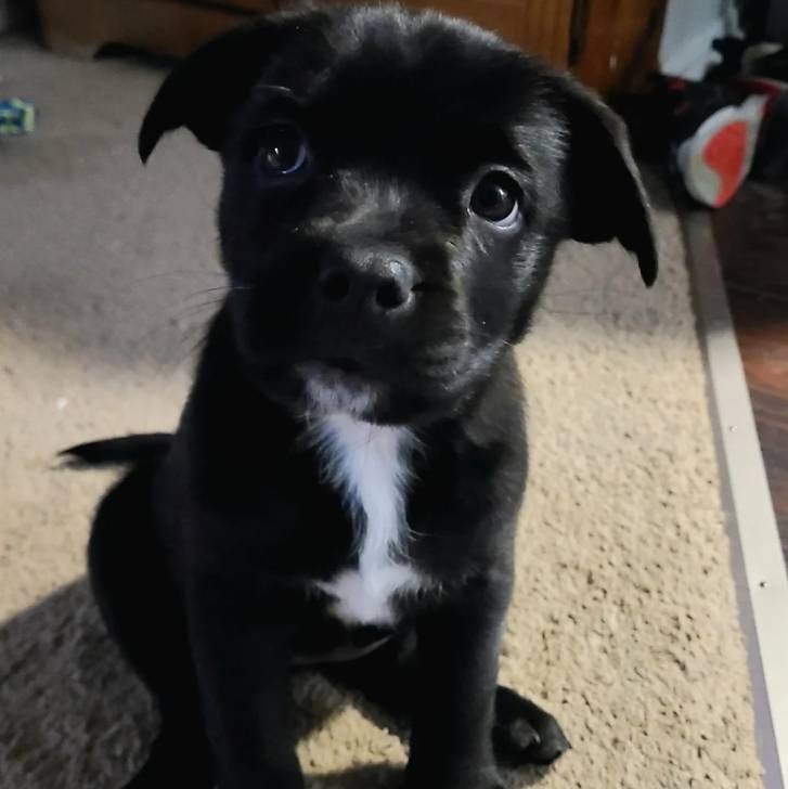 Un chiot Aussiedor assis sur une moquette et semblant détendu 