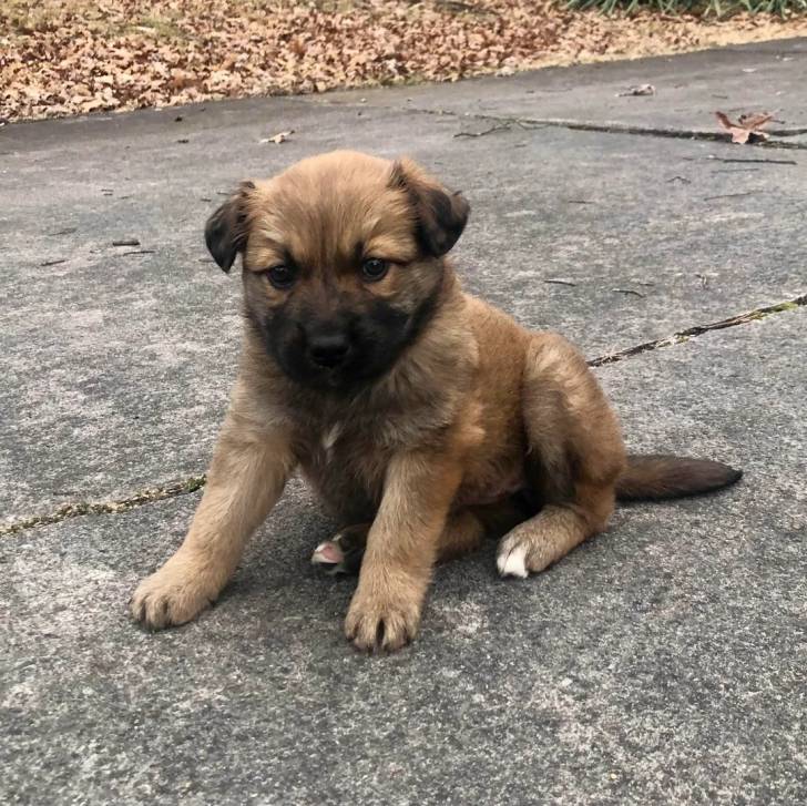 Un chiot Aussiedor assis sur une surface bétonnée 