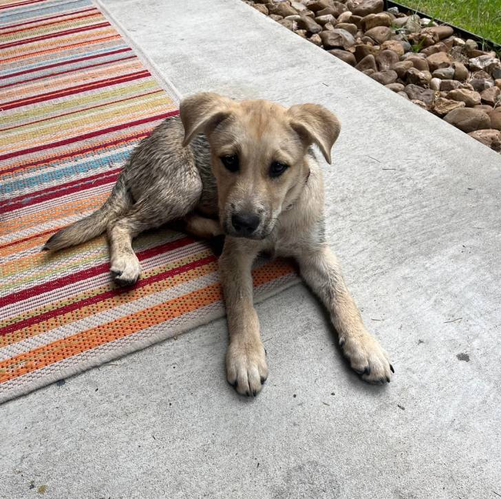 Un Aussiedor allongé sur un tapis et semblant détendu 