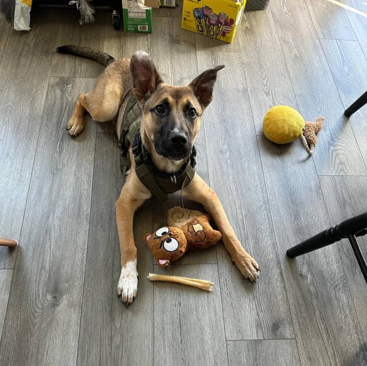 Un Aussiedor allongé sur un plancher et portant un harnais 