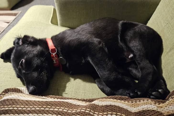 Un Aussiedor allongé sur un canapé et portant un collier autour du cou