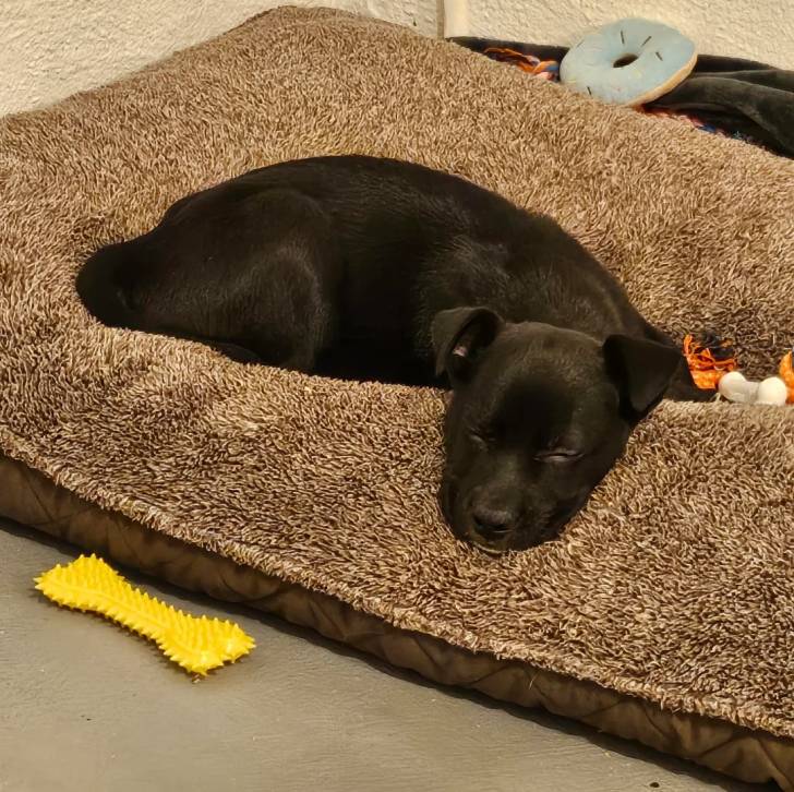 Un Aussiedor allongé sur un lit pour chien et semblant détendu 