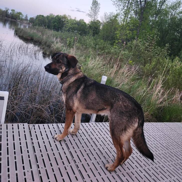 Un Aussiedor sur un pont et portant un collier autour du cou