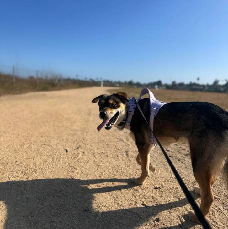 Un Aussiedor sur une surface sableuse et qui est tenu en laisse 