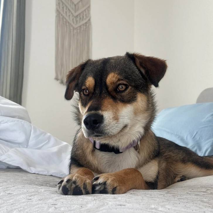 Un Aussiedor allongé sur un lit et portant un collier autour du cou