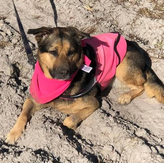 Un Aussiedor allongé sur une surface sableuse et qui est tenu en laisse 