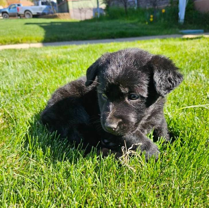 Un chiot Aussiedor allongé sur une surface gazonnée et semblant détendu 