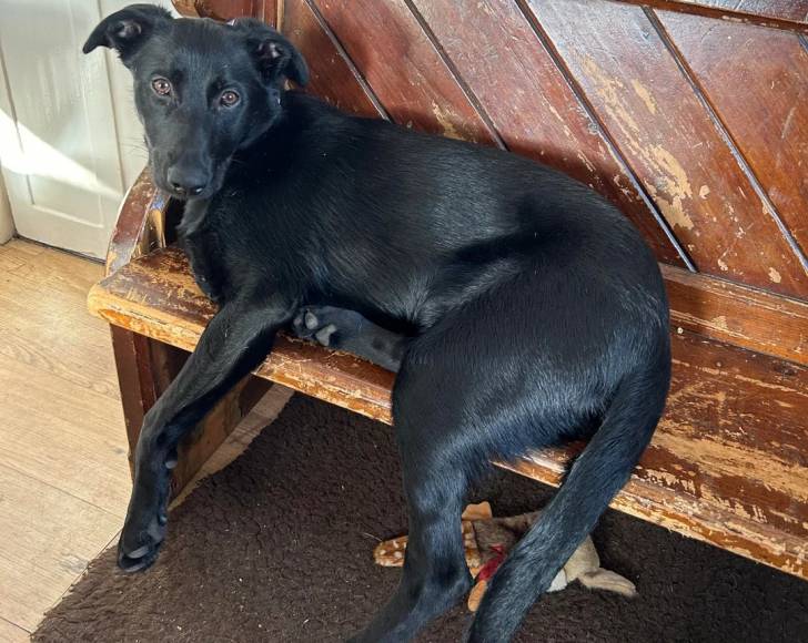 Un Aussiedor allongé sur un banc en bois et regardant vers la caméra 