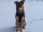 Un Aussiedor assis sur une surface enneigée et portant un harnais 