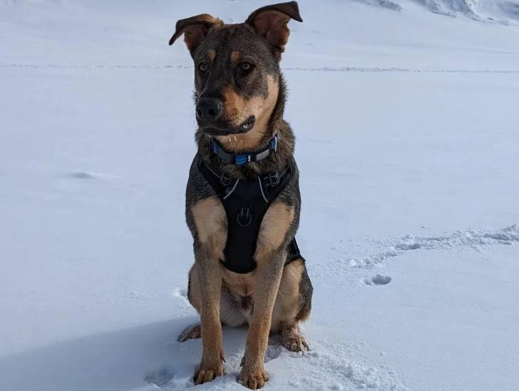 Un Aussiedor assis sur une surface enneigée et portant un harnais 