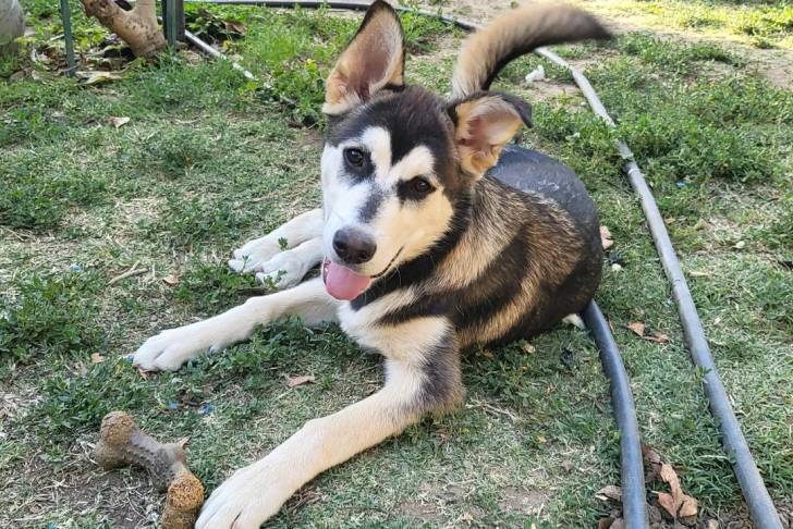 Un Aussiedor tirant la langue et qui est tenu en laisse 