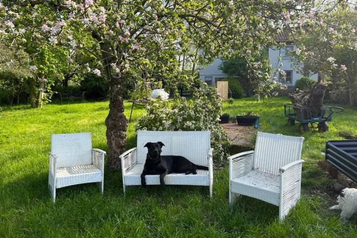 Un Aussiedor allongé sur un canapé et portant un collier autour du cou