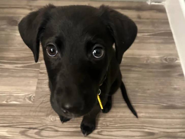 Un Aussiedor assis sur un plancher et portant un collier autour du cou