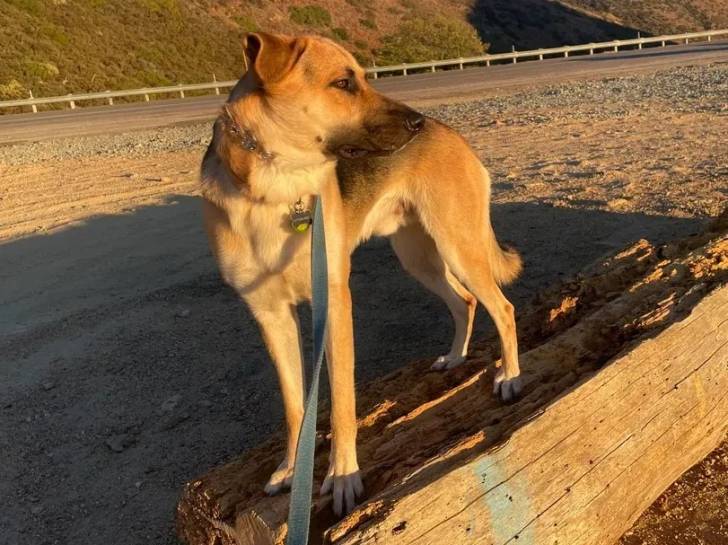 Un Aussiedor sur un tronc d'arbre et qui est tenu en laisse 