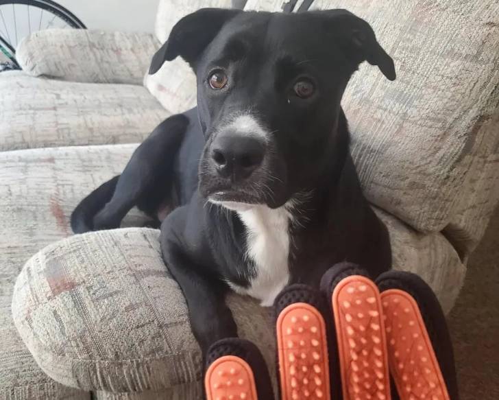 Un Aussiedor allongé sur un canapé et semblant détendu 