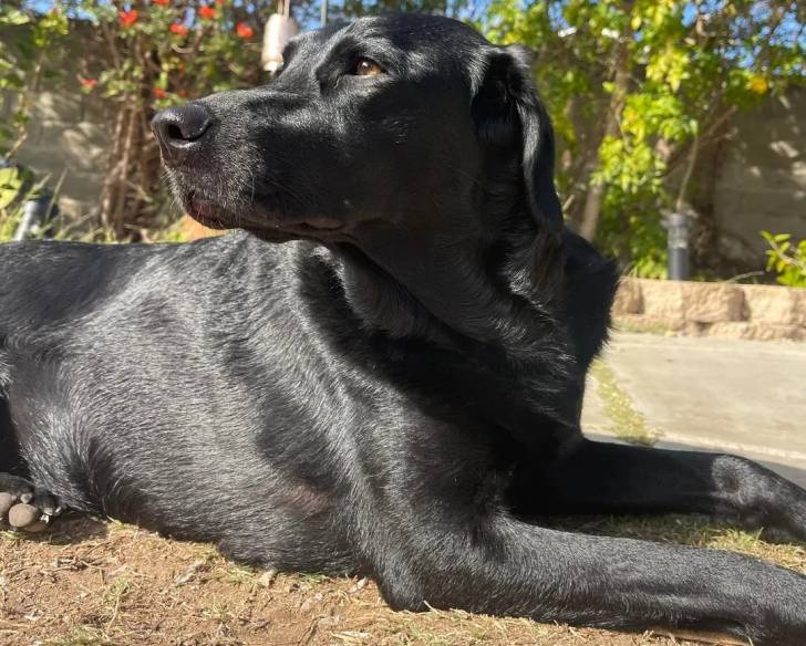 Un Aussiedor allongé sur une surface herbacée et semblant détendu 