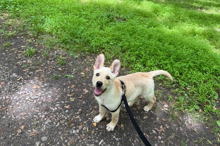 Un Aussiedor ayant la gueule ouverte et qui est tenu en laisse