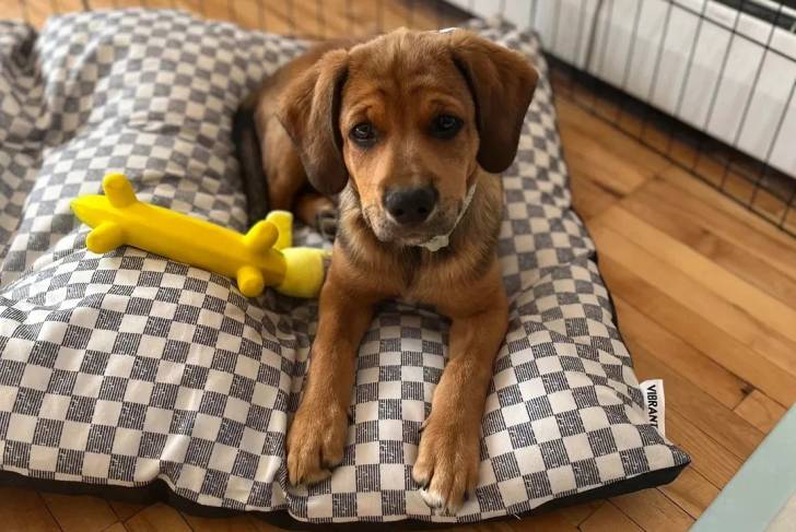 Un Aussiedor allongé sur un oreiller et portant un collier autour du cou