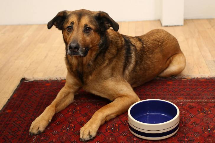 Un Aussiedor allongé sur un plancher et semblant détendu 