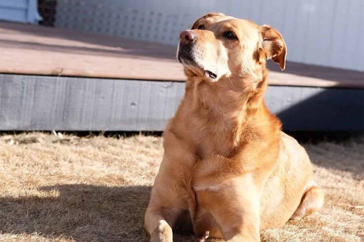 Un Aussiedor allongé sur un terrain herbeux e
