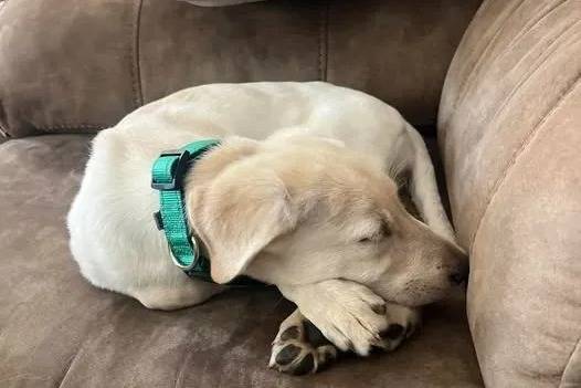 Un Aussiedor allongé sur un canapé et portant un collier autour du cou