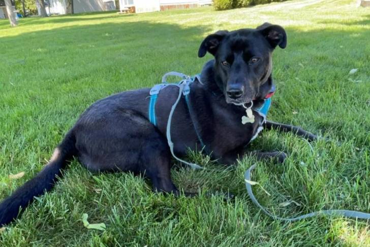 Un Aussiedor allongé sur une surface gazonnée et qui est tenu en laisse
