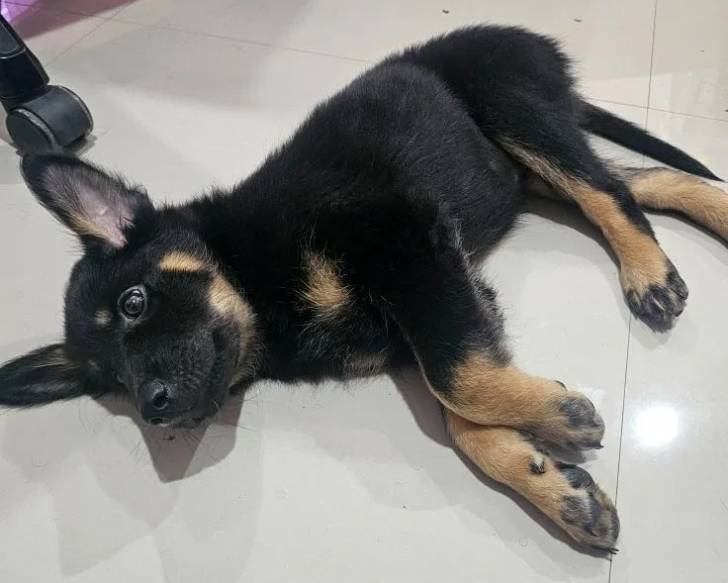 Un Aussiedor allongé sur un sol carrelé et semblant détendu