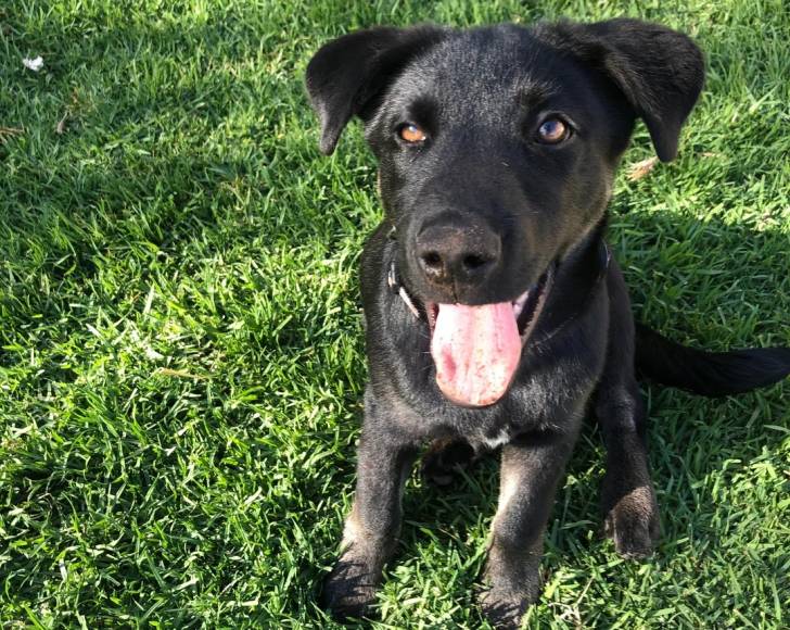 Un Aussiedor tirant la langue et portant un collier autour du cou
