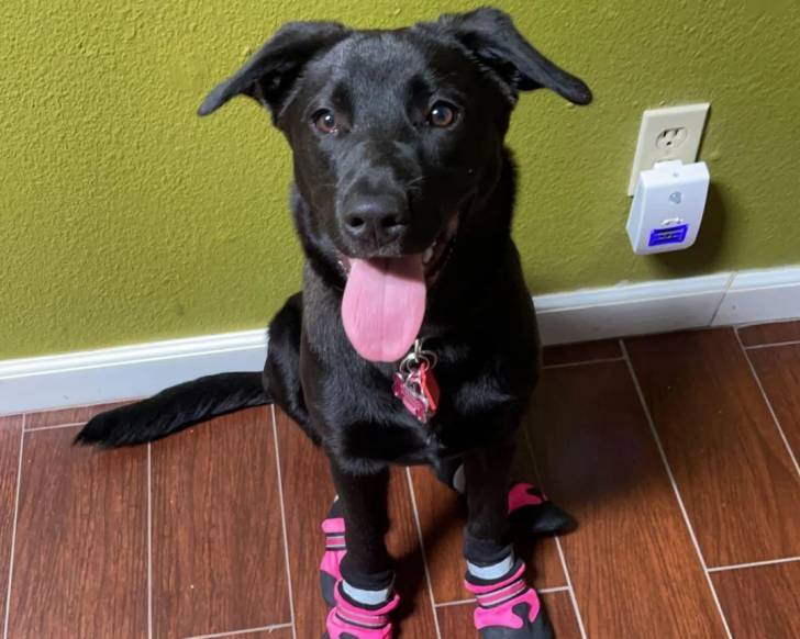 Un Aussiedor assis portant des chaussures pour chien et ayant la langue pendante 