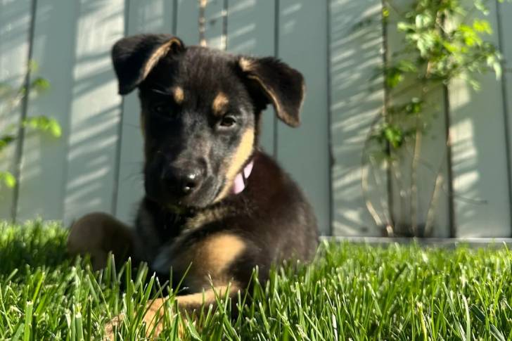 Un Aussiedor allongé sur une surface gazonnée et portant un collier autour du cou