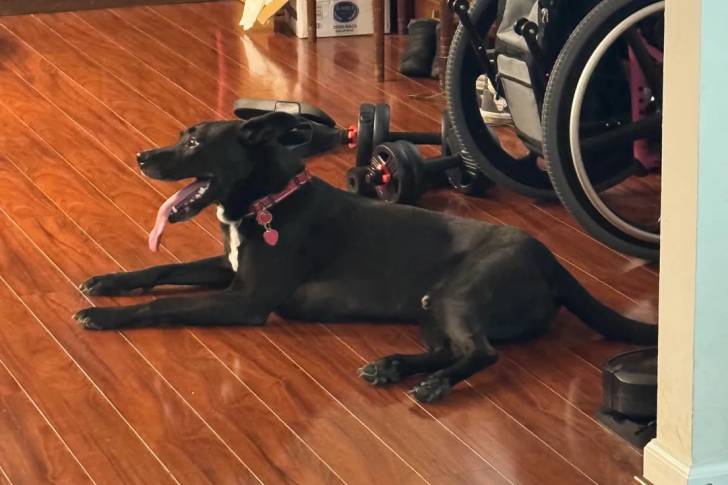 Un Aussiedor allongé sur un plancher et portant un collier autour du cou 