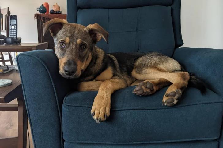 Un Aussiedor allongé sur un canapé 