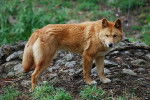 Fluffy - Dingo Mâle (3 mois)
