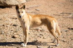 Photo Dingo