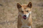 Photo Dingo