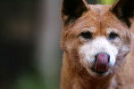 Photo Dingo