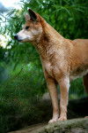Photo Dingo