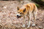 Photo Dingo