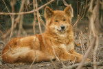 Photo Dingo