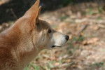 Photo Dingo