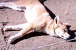 Photo Dingo