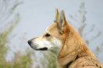 Photo Dingo